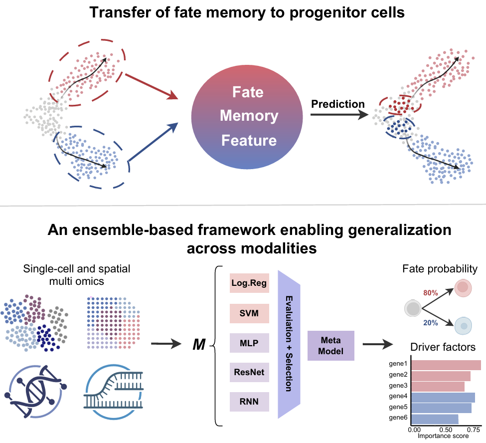 Ageas enables time-agnostic cell fate inference from single-cell and spatial multi-omics data